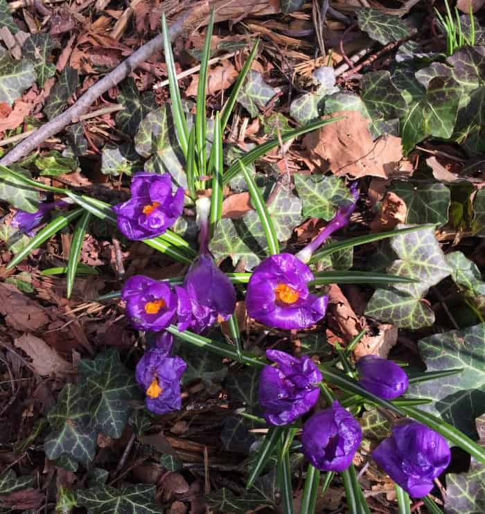 pretty-purple-flowers