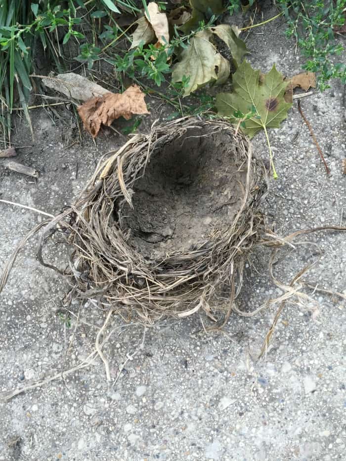 empty-nest