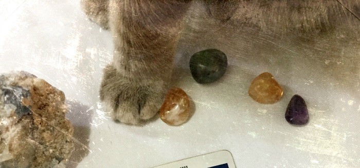 Paw-mistry