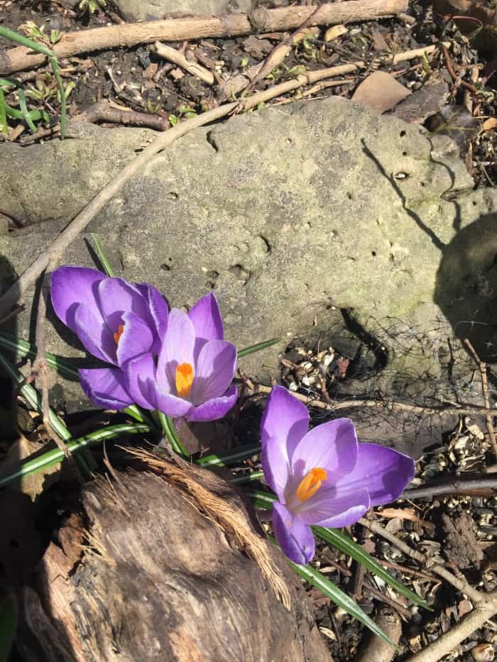 purple crocuses 