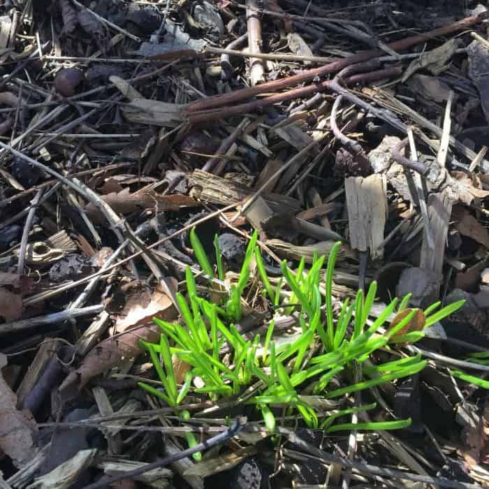 grass sprouting 