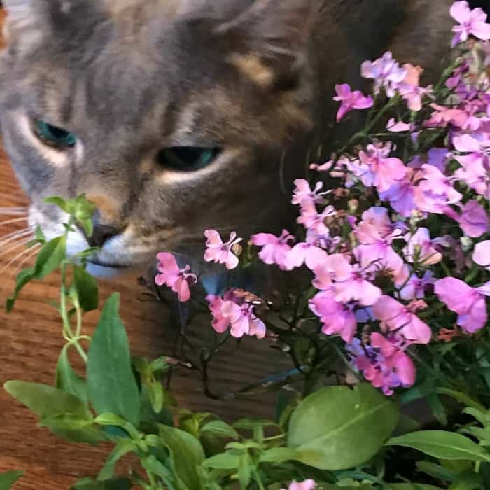 TaoZen stops to smell - and eat - the flowers