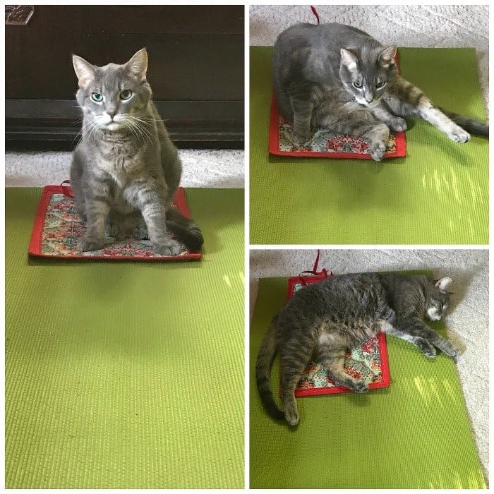 yoga cat