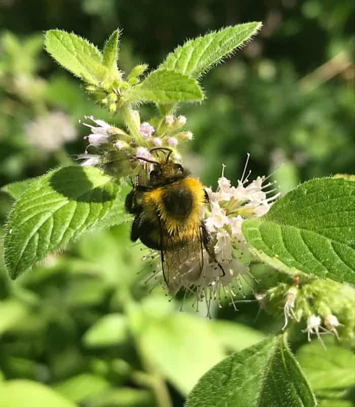 bee on mint