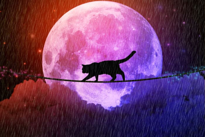 Full Moon in  Scorpio 2019 – and Tarot Readings for Each Zodiac Sign