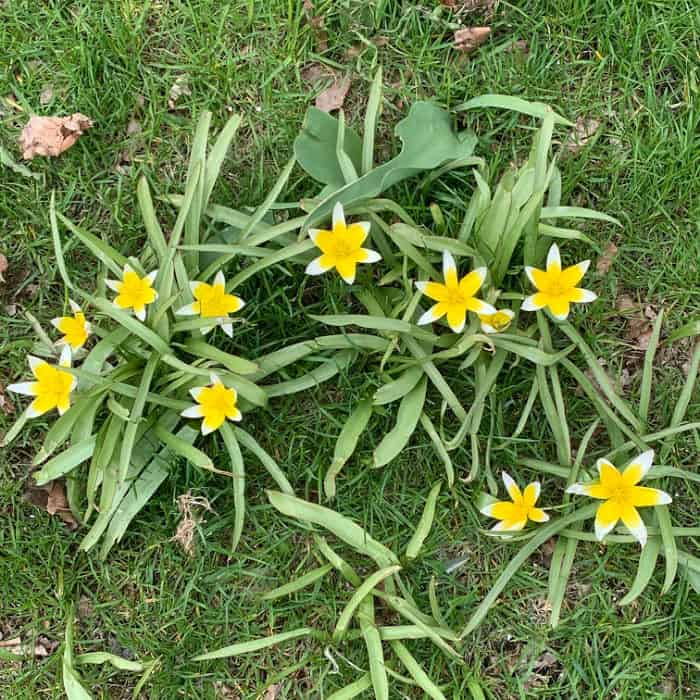 Stop and smell the spring flowers.