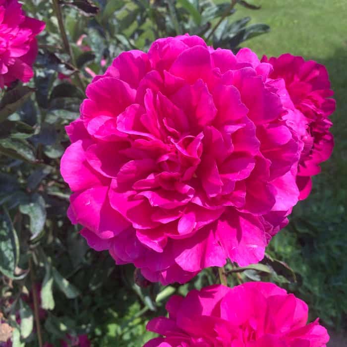 stop and smell the peonies