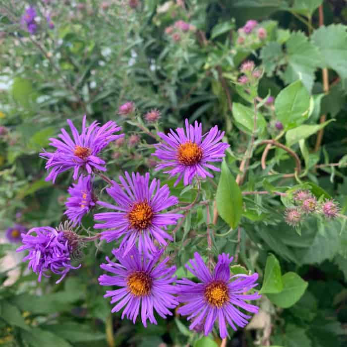 purple asters