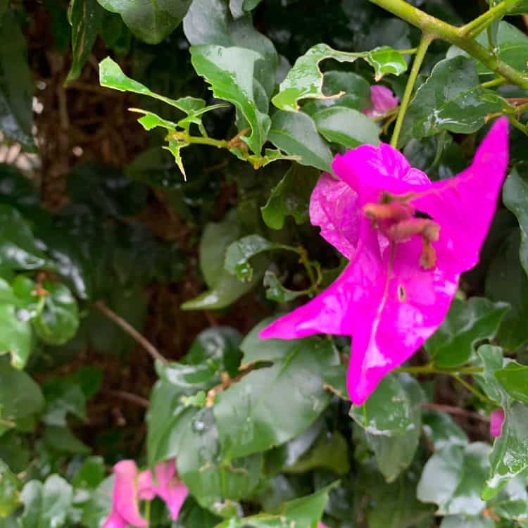 hot pink flower