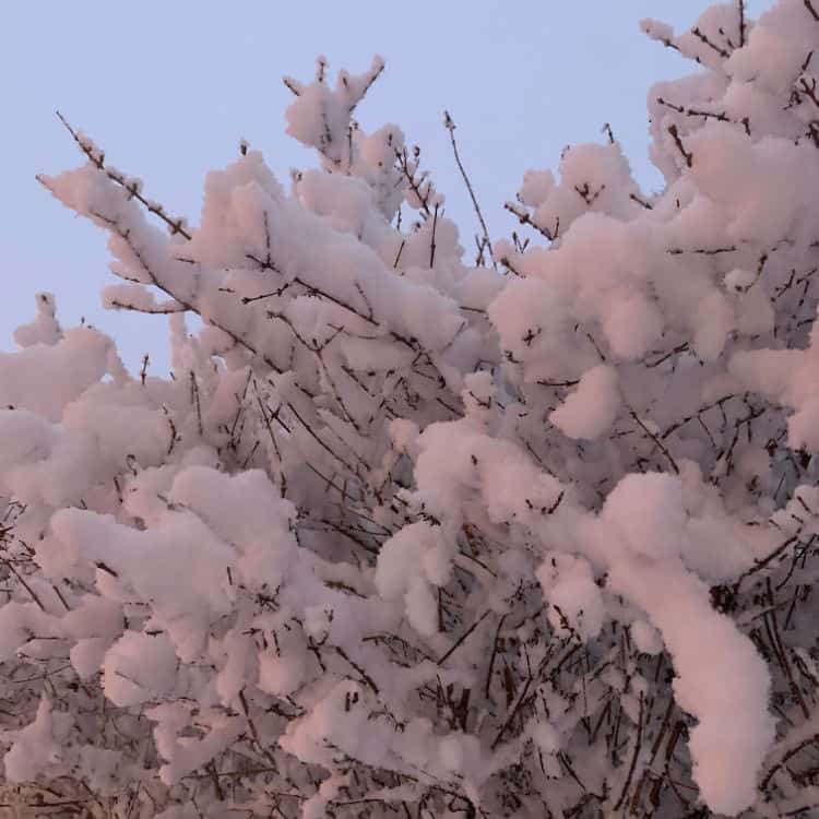 winter trees with snow