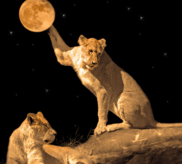 Full Moon in Leo 2020 – and Tarot Readings for Each Zodiac Sign