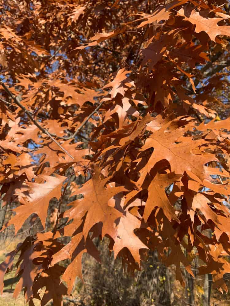 brown oak leaves in the fall Wisconsin 