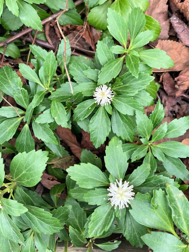 garden flowers