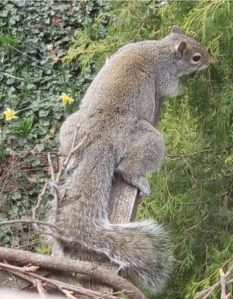 The Hit List - Spring beauty - resting squirrel