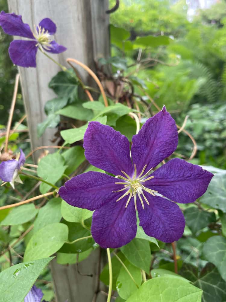 purple clematis