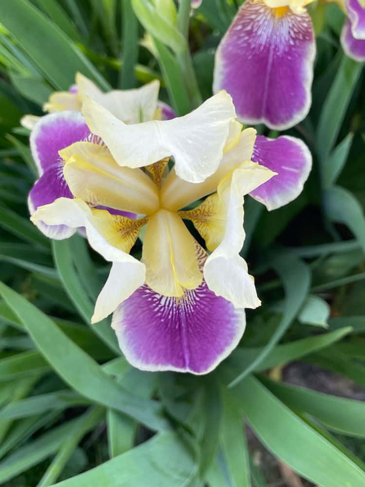 Irises