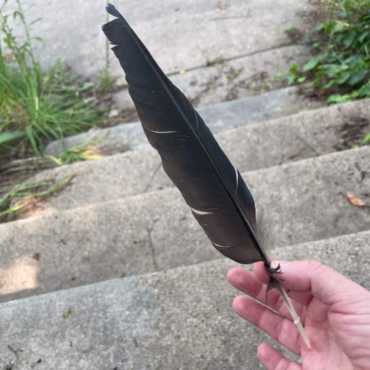 crow feather