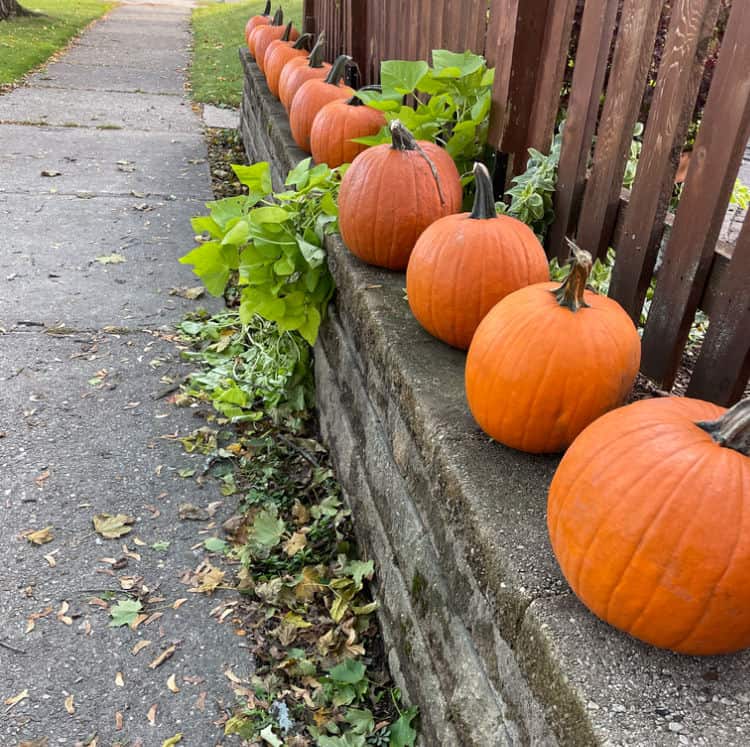 pumpkins in a row