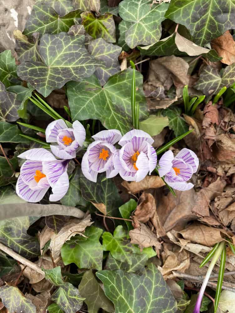 purple crocus love