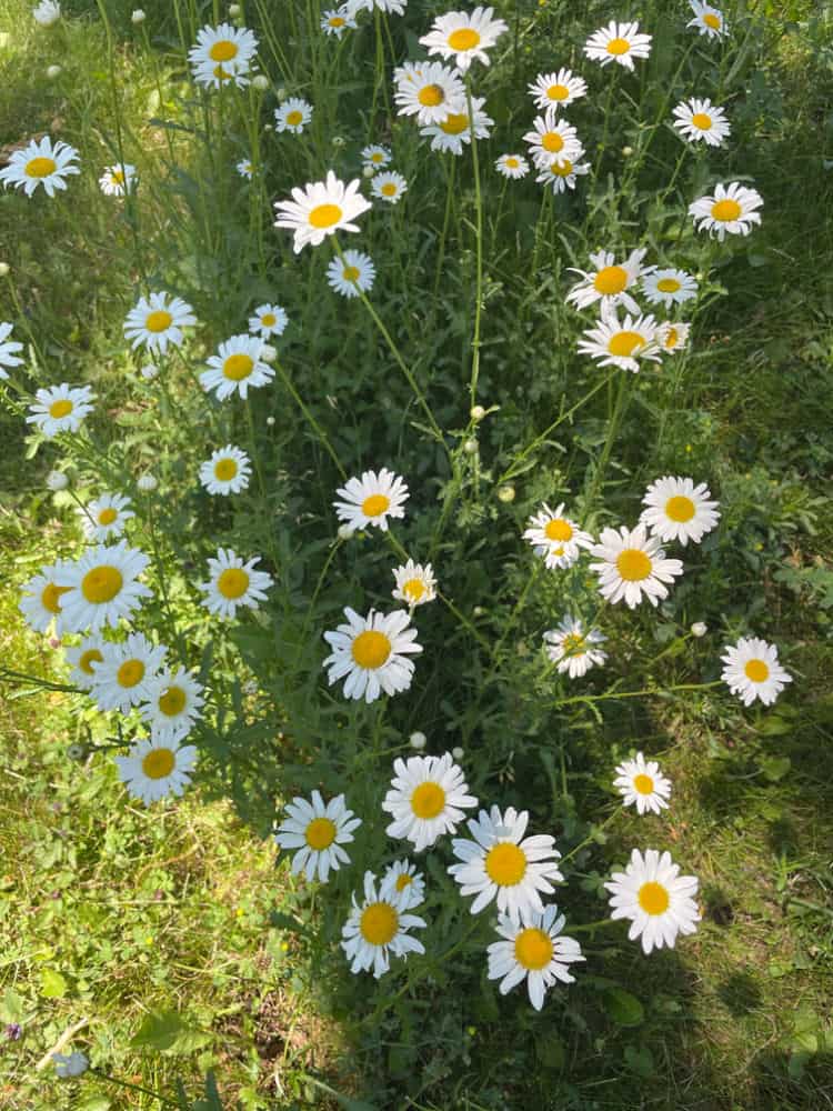 daisies in the shade