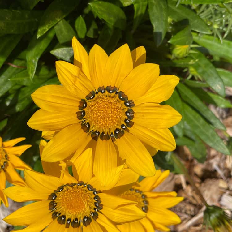 sunny flowers