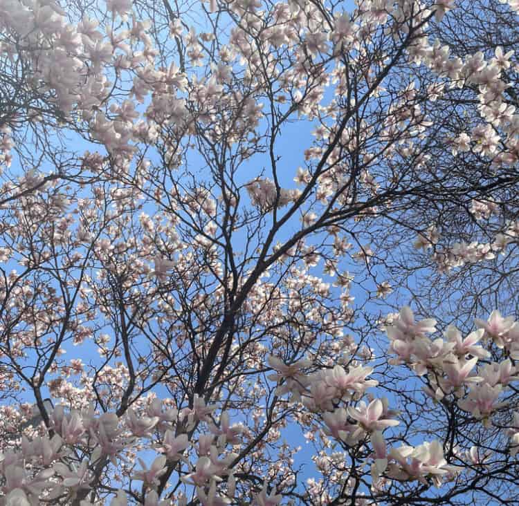 May flowers bursting on a tree. 